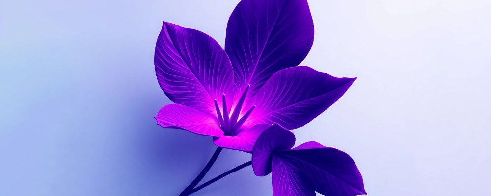 Эффективная подготовка к магистратуре: возможности онлайн-обучения